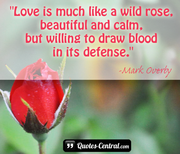 love-is-much-like-a-wild-rose