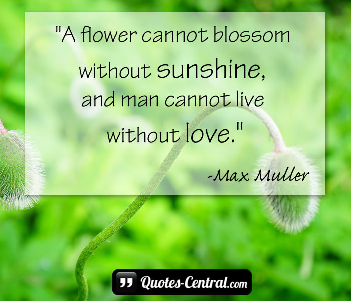 a-flower-cannot-blossom-without-sunshine