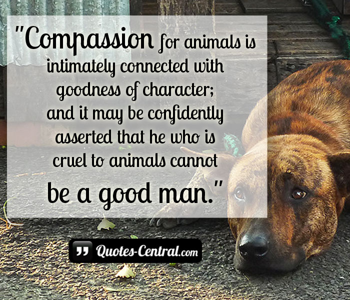 compassion-for-animals-is-intimately