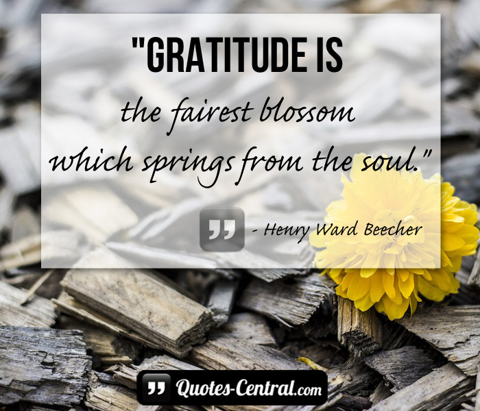 gratitude-is-the-fairest-bloossom-which