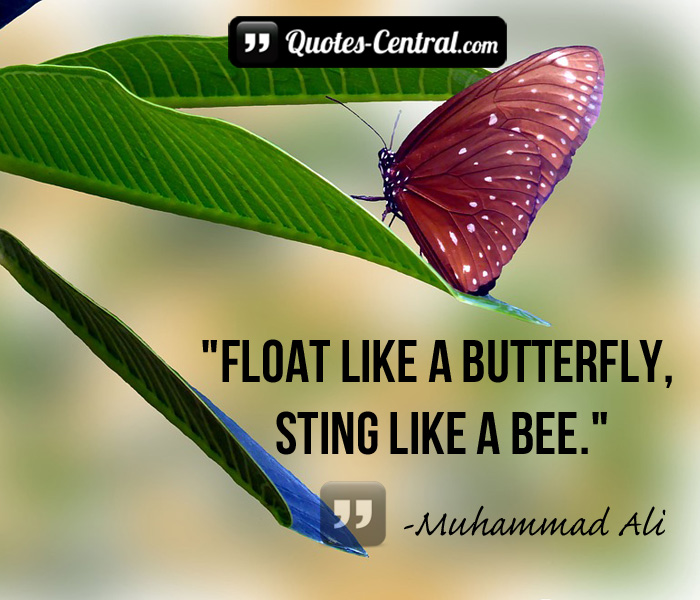 float-like-a-butterfly-sting-like